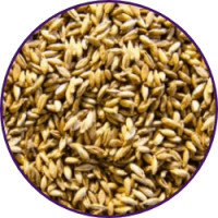Imagem dos grãos do produto Panicum Maximum cv. Massai